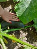 Pied de courgette