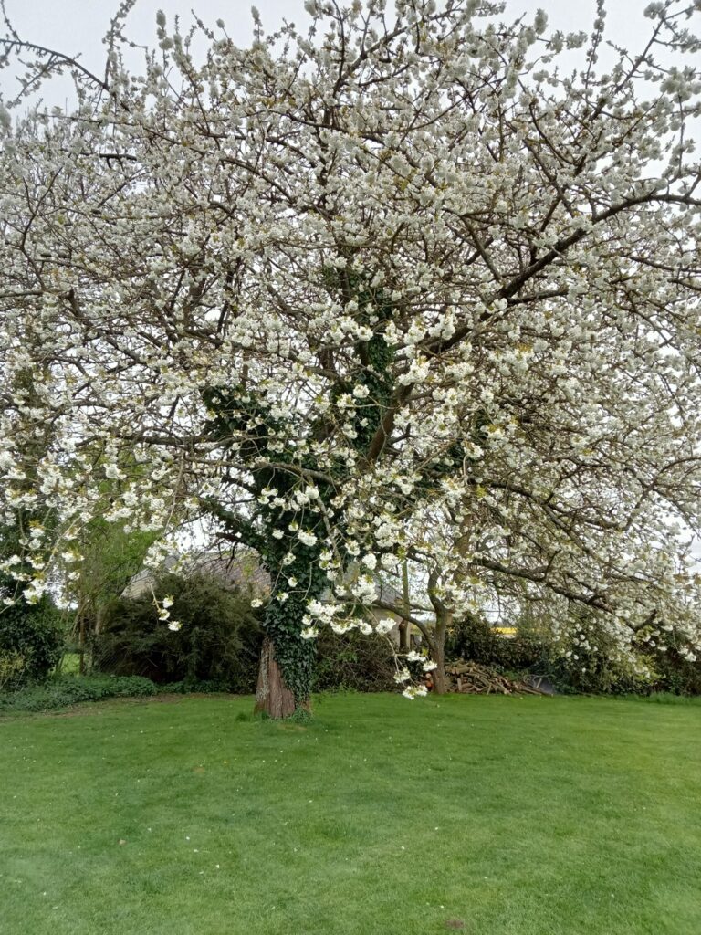 cerisier en fleurs